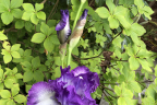Iris-quinquefolium