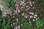 C. hederifolium