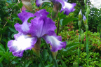 Bearded Iris (June 8)