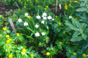 Leucojum vernum 'Spring Snowflake' (April 8)