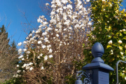 Magnolia stellata (April 8)