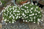 Anemone nemorosa