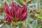 Azalea 'King's Red'