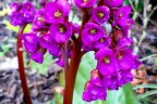 Bergenia 'Eroica'