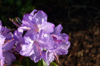 'Blaney's Blue'