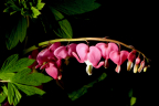 Bleeding Heart