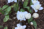 Bloodroot