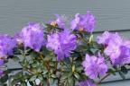 'Bob's Blue'
