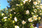 'Jury's Yellow'
