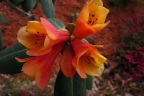 'Conroy'