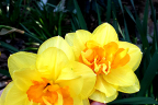 Dadfodils