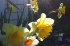 Daffodils at dusk