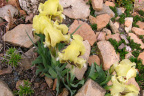 Dwarf Iris