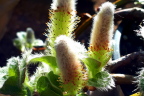 Pussy Willow