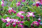 Epimedium