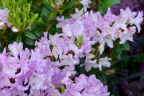 'Ernie Dee'