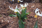 Erythronium