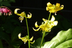 'Pagoda'