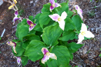 Fading Trilliums