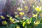 Fawn lilies