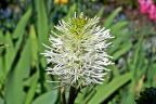 Fothergilla