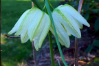 Fritillaria (alba)