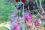 Fritillaria