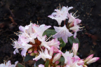 'Ginny Gee'