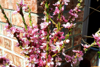 'Golden Prolific'