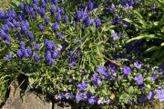 Grape Hyacinths & Vinca minor
