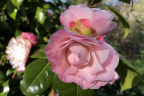 Camellia