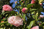 Camellia