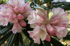 'Boddaertianum'