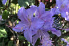 R. augustinii