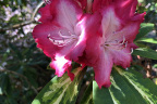'Pres. Roosevelt'
