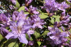 R. augustinii