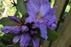 R. augustinii