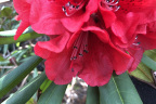 'Etta Burrows'