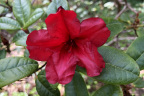 'Scarlet Wonder'