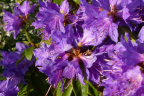 'Ilam Violet'