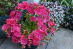 Lewisia cotyledon