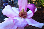 'Cleopatra'