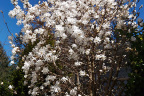 Magnolia stellata