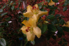 R. megeratum