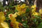 R. megeratum