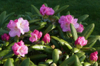 'Mist Maiden'