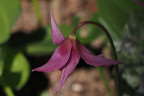 Erythronium