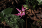 Erythronium