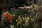 Tulips & Daffodils