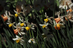 Daffodils